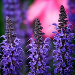 4 Fragrant Sage Salvia Live Plants, Planting in Spring Sage Plants Live, 5 to 10 Inches in Tall, Change Color (Blue-Purple)