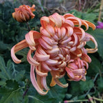 Peach Chrysanthemum Plant, Set 2 Peach Mums Plants Live, Hardy Perennial Mum Live Plant, 3 to 6 Inch Tall Garden Mum Starter Plants for Garden Beds, Containers, Vibrant Fall Blooms, No Pot