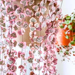 Ceropegia Woodii Variegated String of Hearts Live Plant, in Pot, Trailing Succulent Plant, Hanging Vine Live Indoor Houseplant