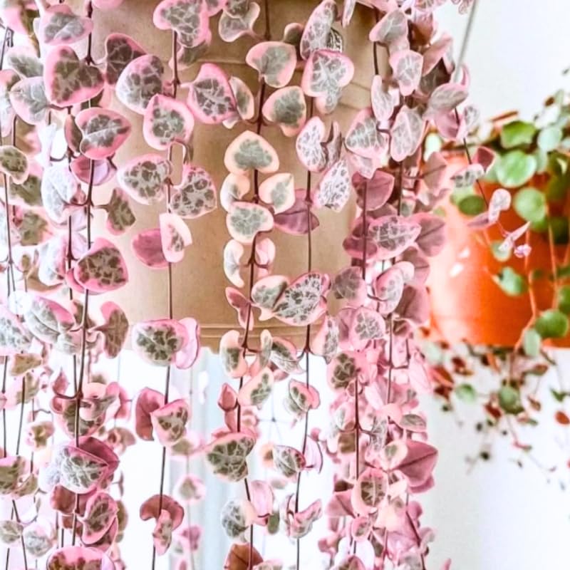 Ceropegia Woodii Variegated String of Hearts Live Plant, in Pot, Trailing Succulent Plant, Hanging Vine Live Indoor Houseplant