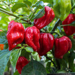 Pack 2 Red Habanero Pepper Plants, 80 Days Old Live Red Habanero Pepper Plants, Habanero Pepper Plants, Habanero Pepper Plants Live, Habanero Plant