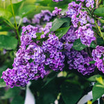 2 Purple Lilac Bushes Live Plants, 6-12" Tall, Common Reblooming Lilac Trees, Well-Rooted, in Pots