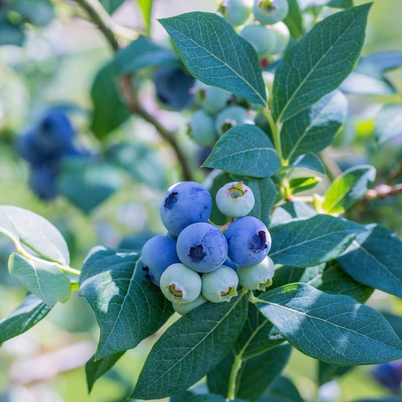 Blueberry Plant Live, Sweet Blueberry Tree Live Plant, Well Rooted 5-12" Tall, Blueberry Bush Live Plant (Biloxi Blueberry)