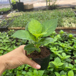 Hydrangea Bush Tree Plants Live, 5-9" Tall, No Pot, Dormant in Winter, Change Color Perennial Planting Indoor Outdoor, Long Lasting Blooms Flower (Deep Blue to Pink)