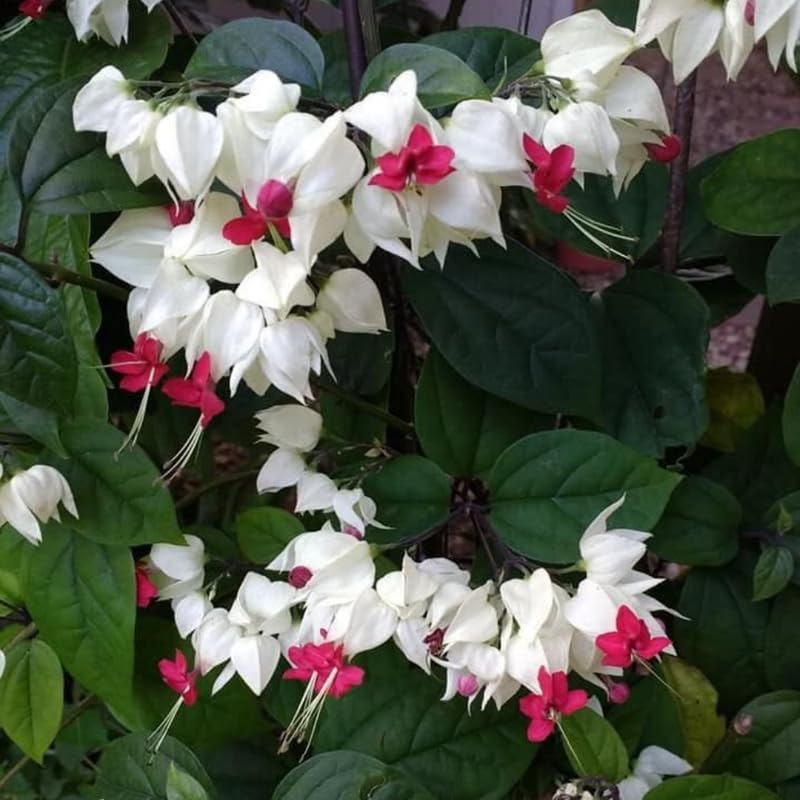 White Bleeding Heart Live Plant, 6-8 Inch Clerodendrum Live Plant, Clerodendrum Bleeding Heart Vine - Perennial Flower, Well Rooted Starter Plant