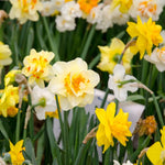10 Double Daffodil Bulbs, Multicolored Daffodil Bulbs, Cold Hardy, Fall Planting Outdoor Garden