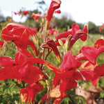 Red Honeysuckle Live Plant, Red Honeysuckle Plant Live, Honeysuckle Vine Bush for Planting, Bush Honeysuckle, 4-10 Inc Tall