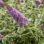 AVERAR 6 Months Old Variegated Butterfly Bush Live Plant, Butterfly Bushes Ready to Plant Outdoor, Buddleia Plant Bush Shrub 5-7 Inches Tall, No Pot, Color Purple or Light Purple