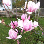 02 Saucer Magnolia Tree Live Plant in 2.5" Pot, 1 Year Old Well-Rooted Tree, Cold Hardy, Magnolia Shrub for Spring Planting, Fast-Growing