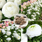 Pack of 30 Ranunculus Flowers Bulbs for Spring Planting, Ranunculus Bulbs for Planting, Spring Blooms Vibrant Perennial Bulbs for Garden Borders (Multicolor)