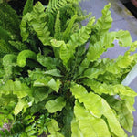 Crocodile Fern Plant Live, Live Fern Plant, Ground Cover Plant Live, 4 to 6 Inc Tall Seedling