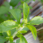 2 Stevia Plants Live, Herb Plant Indoor, Stevia Well Rooted