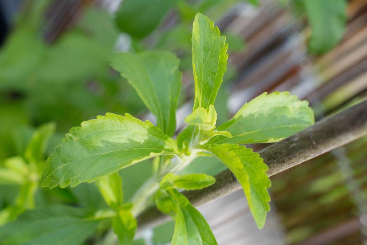 2 Stevia Plants Live, Herb Plant Indoor, Stevia Well Rooted