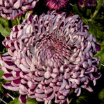 Dark Purple Mums Plants Live for Planting, 3-6" Tall Perennial Mum Plants, Vibrant Chrysanthemum Flowers Plant to Grow Outdoor Indoor Garden