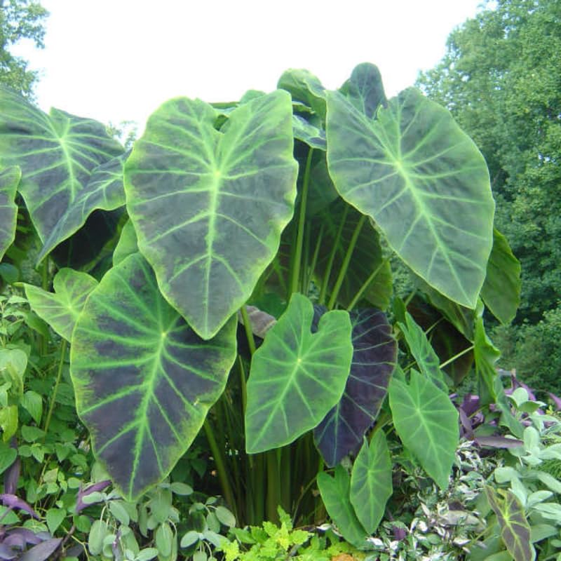 Combo 3 Dark Leaf Colocasia Live Plants, Elephant Ear Esculenta Taro, 5 to 8" in Tall, Alocasia Live Plant for Planting, Live Houseplant Colocasia Plant
