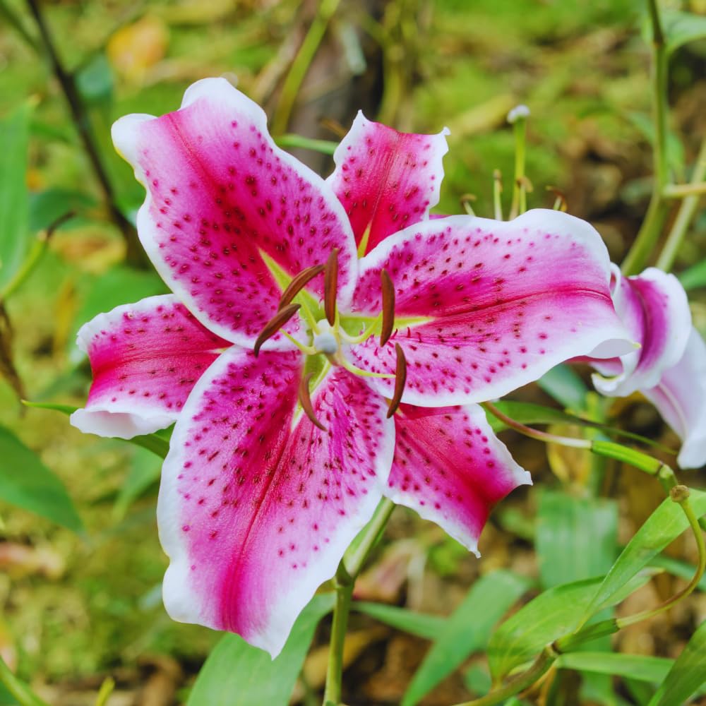 3 Pink Lily Bulbs for Planting, Lilies Flowers Bulbs for Gardening Indoors Outdoors, Large Bulb