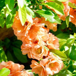Salmon Flowering Quince Live Plant, 4 Inch Pot, Quince Plant, Chaenomeles Japonica Bush Shrub, Ornamental Shrub for Yard Garden and Landscape