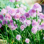 4 Purple Chives Plants Live, Hardy Heirloom Leek Chives Herb Plants for Culinary Outdoor Garden, 4-8" Tall