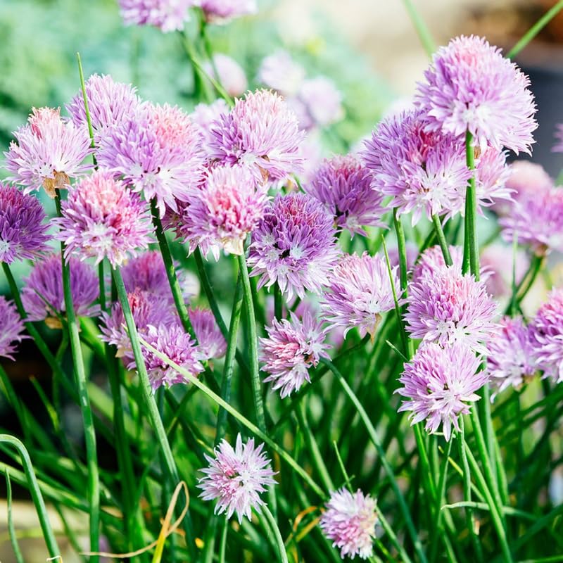 4 Purple Chives Plants Live, Hardy Heirloom Leek Chives Herb Plants for Culinary Outdoor Garden, 4-8" Tall