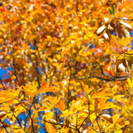 Set 5 of 1 Year Old Sassafras Tree Live Plant Bare Root, Fragrant, 12-18" Yellow Red Color in Fall, Seedling Sassafras Plants