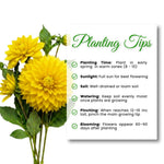 Yellow Dahlia Tuber, Vibrant Yellow Blooms, Summer Flowering Perennial, Dahlia Flowers for Indoor Outdoor Growing