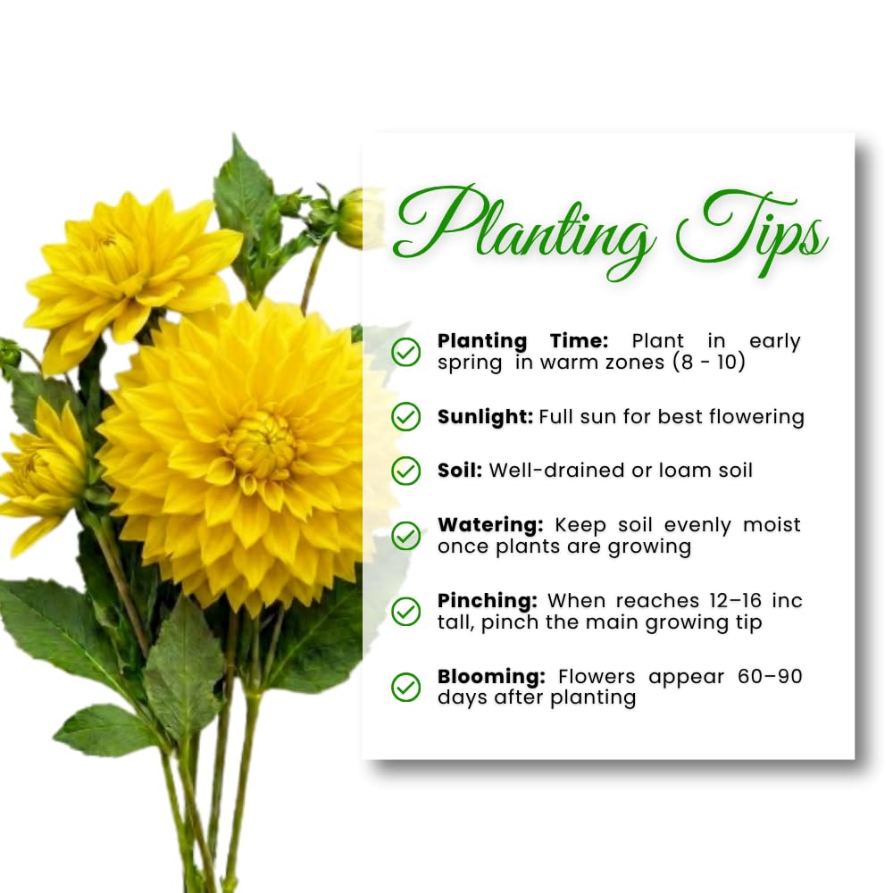 Yellow Dahlia Tuber, Vibrant Yellow Blooms, Summer Flowering Perennial, Dahlia Flowers for Indoor Outdoor Growing