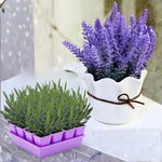 1 Live Hidcote Blue Lavender Plant for Outside Planting, Perennial Lavandula Plants Live Fragrant Flowers, Well-Rooted 5-8" for Spring Bloom