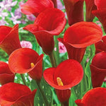 Pack 3 Red Calla Lily Bulbs - Calla Lily Flowering Bulbs for Garden and Containers, Easy to Grow Summer Blooms