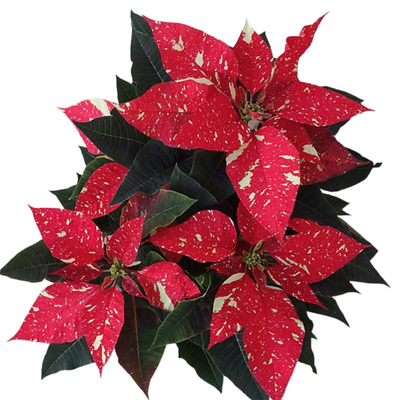 Yellow Red Poinsettia Plant Live 4-8 Inches, Vibrant Poinsettia Flowers for Holiday, Live Indoor Houseplant, No Pot