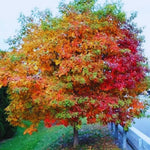 Sassafras Tree Live Plant 2-3 Feet Tall, Rare Sassafras Plant Well-Rooted in Pot, Very Cold Hardy, Zones 4 to 9
