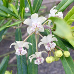 2 Milkweed Plants Live, Tropical Butterfly Milkweed 4-8 Inches, Perennial Milkweeds Flowers Well Rooted Container or Outdoor Growing