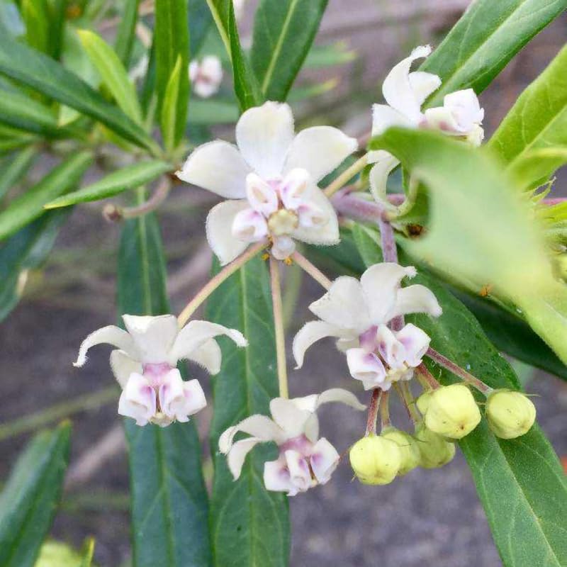 2 Vining Milkweed Plants Live, Tropical Butterfly Milkweed 4-8 Inches, Perennial Milkweeds Flowers Well Rooted Container or Outdoor Growing