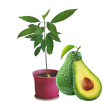 Avocado Trees Live Plants 8-12 Inches Tall, Cold Hardy, Zones 9-11, Planting Indoor Outdoor, No CA