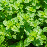 Set 2 Oregano Plants, 3-6" Tall Herb Mint Herb Plant Perennial, Live Oregano Plant, Outdoor Indoor Garden