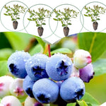 3 Cold Hardy Blueberry Bushes Seedlings, High-Yield Blueberry Trees Live Plants, 6 Months Old, Starter 3-6" in Tall, Cold Hardy Zones 4-7