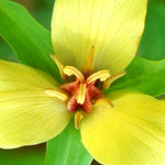 Set of 20 Mix Trillium Roots, Trillium Flower Bulbs, Yellow Red White Trillium Flower Bulbs, Trillium Bulbs, Large Roots, Ready to Plant
