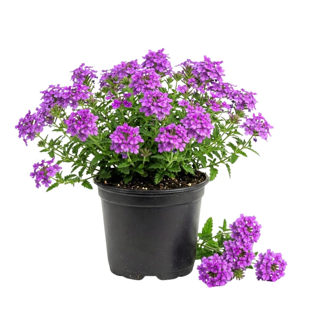 Verbena Plants Live, Verbena Plant from 4-8 Inches Tall, Long Blooming Outdoor Flower Plant for Garden Beds, Hanging Baskets and Containers (Purple)