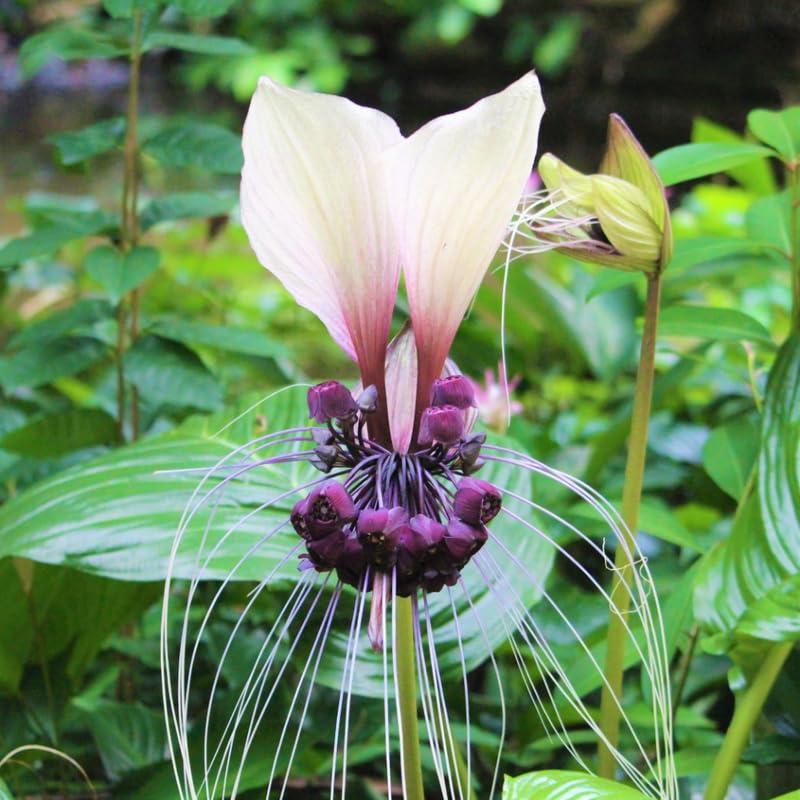 Bat Orchid Plant Live for Planting, in 2 Inch Pot, Tacca Chantrieri Flower Live Plants, Houseplants Live to Grow (White)