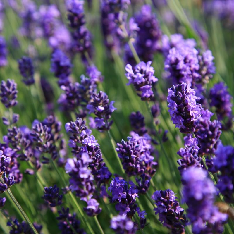 Set 3 Lavender Plants Live, Lavandula Perennial Starter Plants, Fragrant Flower Perennial Plugs 3-5" Tall (Provence Lavender)