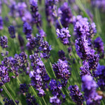 2 Lavender Plants Live Flower, Lavandula Perennial Starter Plants Plugs, 4-8" Tall for Planting Indoor Outdoor (Provence Lavender)