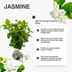 Double Jasmine Sambac Live Plants, 2 Jasmine Plants Live, 5 to 7 Inch Tall, Live Plants Outdoor Indoor