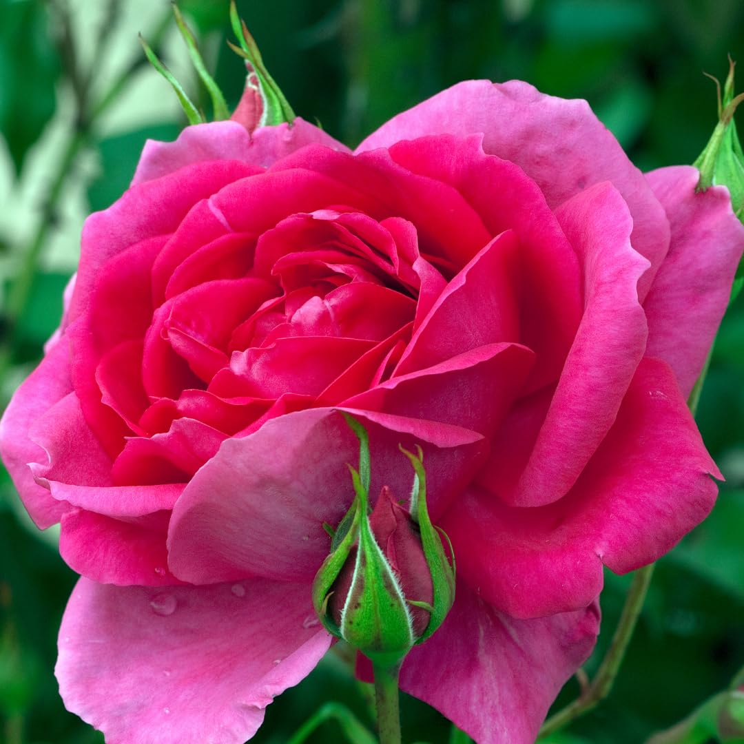 Deep Pink-Purple Climbing Rose Live Plant, 6 Months Old Starter, Fragrant Purple Climbing Roses for Planting Outdoor, No Pot