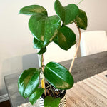 Hoya Quinquenervia Plant Live, Hoya Indoor Plant, Green Foliage, 4-6 inches Tall for Indoor Houseplant