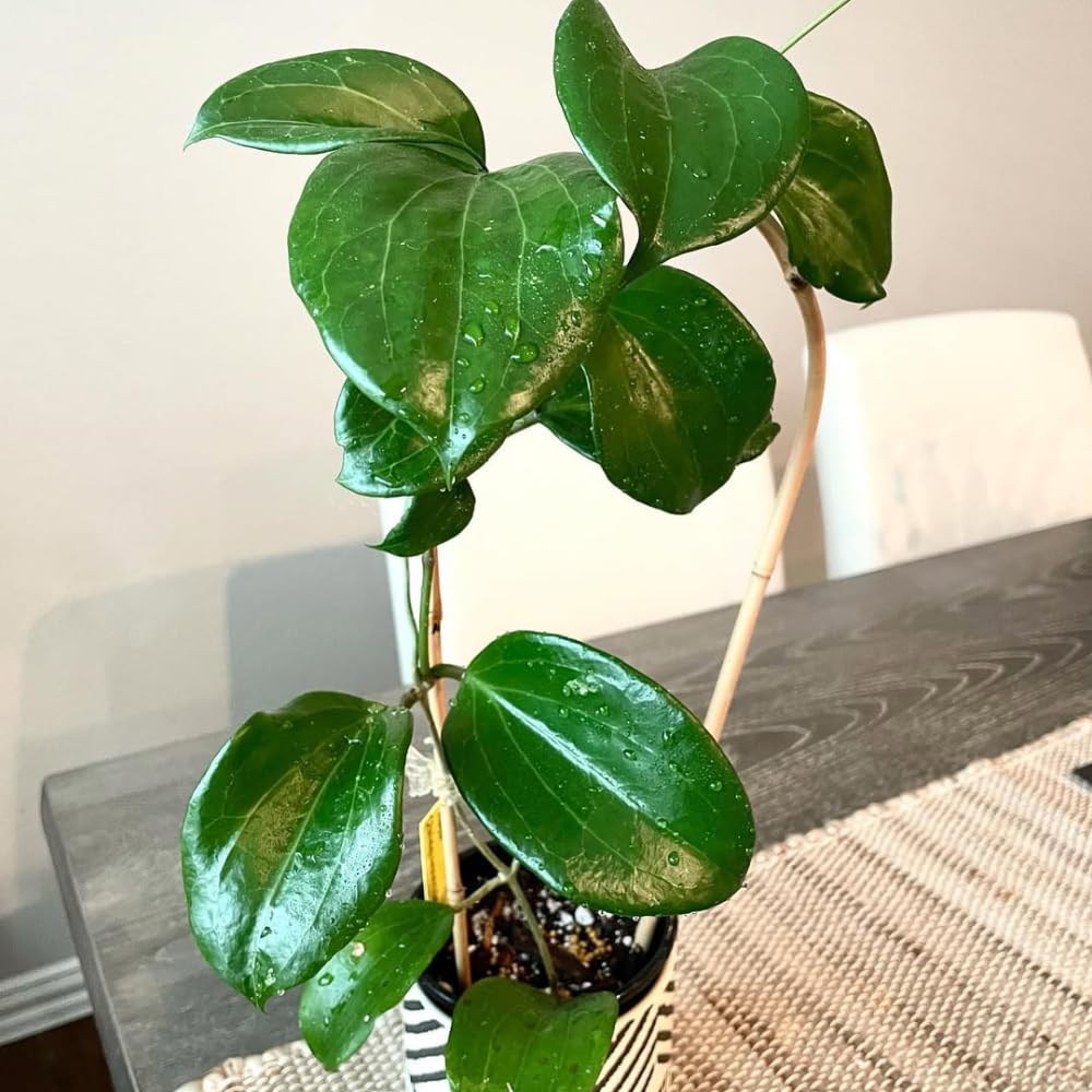 Hoya Quinquenervia Plant Live, Hoya Indoor Plant, Green Foliage, 4-6 inches Tall for Indoor Houseplant