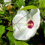 Hardy Hibiscus Plant Live, White Hibiscus Tree Live Plant from 4 to 7 Inches Tall, Perennial Hibiscus Flower