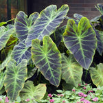 Elephant Ear Plants, Rare Colocasia Plant Live, Perennial Esculenta Taro Alocasia 4-8 Inch Tall, Indoor Outdoor Garden (Dark Purple)