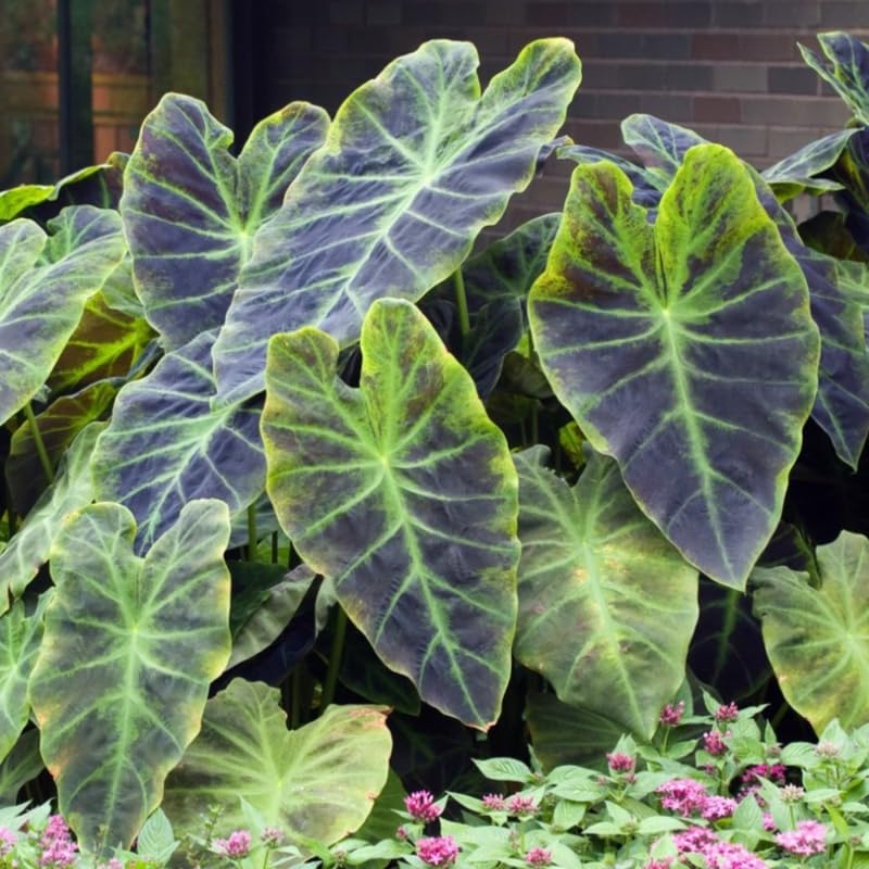 Elephant Ear Plants, Rare Colocasia Plant Live, Perennial Esculenta Taro Alocasia 4-8 Inch Tall, Indoor Outdoor Garden (Dark Purple)