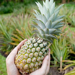 Pack 2 Pineapple Plants Live, Sweet Pineapple Trees Live Plants, Cold Hardy Pineapple Fruit Trees, 4-8 Inch Height, No Pot, Well-Rooted (Sugarloaf Pineapple)