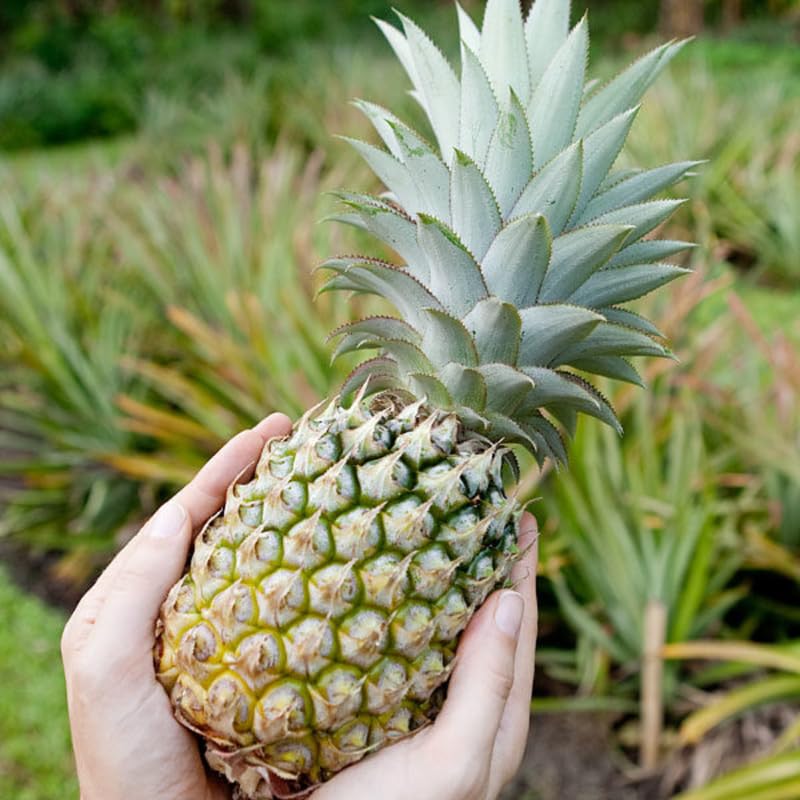 Pack 2 Pineapple Plants Live, Sweet Pineapple Trees Live Plants, Cold Hardy Pineapple Fruit Trees, 4-8 Inch Height, No Pot, Well-Rooted (Sugarloaf Pineapple)