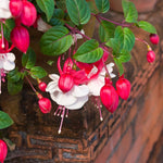 2 Fuchsia Live Plants, Fuchsia Flower Perennial for Outdoor Garden 3 to 5 Inches (Red White)